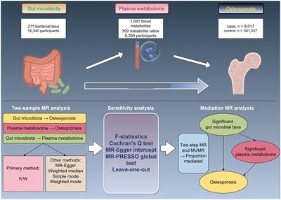Gut microbiota, plasma metabolites, and osteoporosis: unraveling links via Mendelian randomization